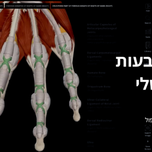 כל מה שרצית לדעת על האצבעות : האצבעות שלי וובינר (My Fingers)